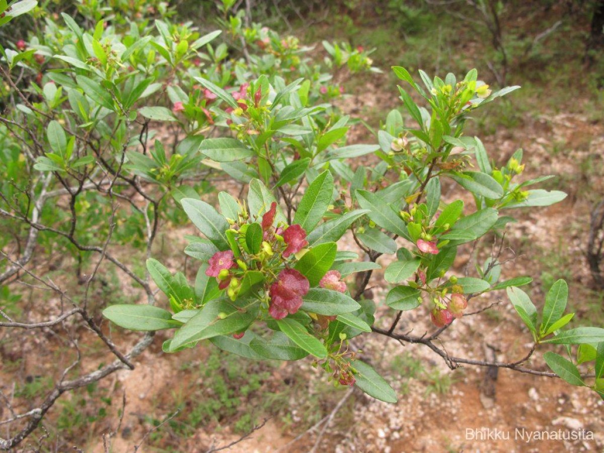 Dodonaea viscosa Jacq.